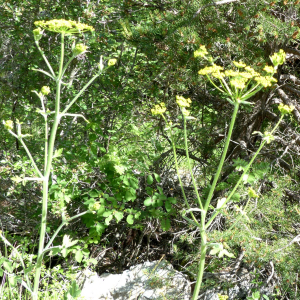 Photographie n°2436670 du taxon Pastinaca sativa subsp. sativa