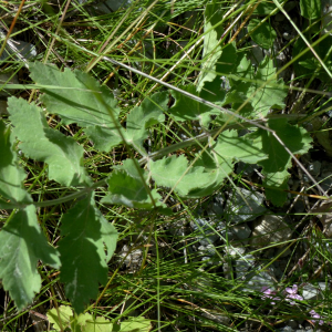 Photographie n°2436671 du taxon Pastinaca sativa subsp. sativa