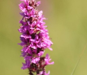 Photographie n°2436674 du taxon Lythrum salicaria L.