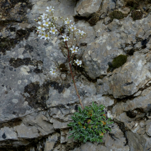 Photographie n°2436689 du taxon Saxifraga lantoscana Boiss. & Reut. [1856]