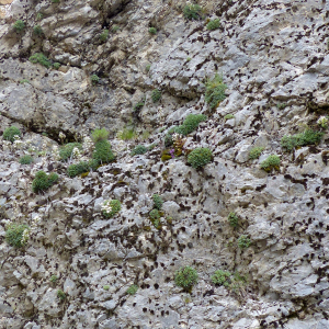 Photographie n°2436692 du taxon Saxifraga lantoscana Boiss. & Reut. [1856]