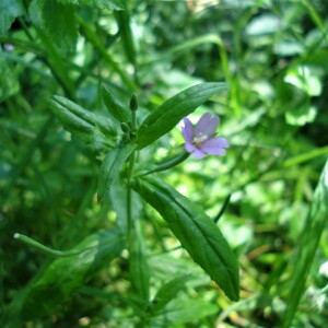  - Epilobium obscurum Schreb. [1771]