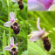  Christian Widmann - Ophrys scolopax subsp. scolopax