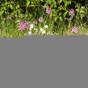 Photographie n°2436816 du taxon Anacamptis pyramidalis var. pyramidalis