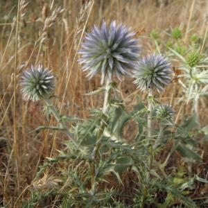 Photographie n°2436841 du taxon Echinops ritro L.