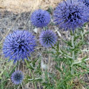 Photographie n°2436982 du taxon Echinops ritro L. [1753]