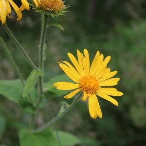 Photographie n°2437208 du taxon Doronicum austriacum Jacq. [1774]