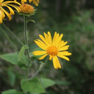 Photographie n°2437209 du taxon Doronicum austriacum Jacq. [1774]