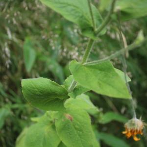 Photographie n°2437210 du taxon Doronicum austriacum Jacq. [1774]