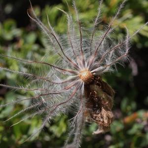 Photographie n°2437249 du taxon Pulsatilla vulgaris Mill.