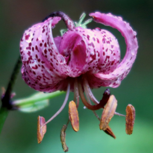 Photographie n°2437349 du taxon Lilium martagon L.