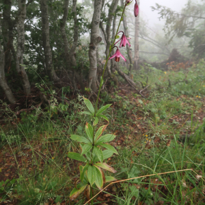 Photographie n°2437355 du taxon Lilium martagon L.