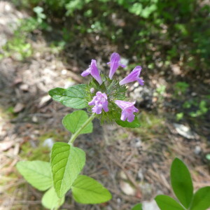 Photographie n°2437402 du taxon Prunella vulgaris L. [1753]