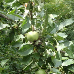 Photographie n°2437440 du taxon Malus pumila var. domestica (Borkh.) C.K.Schneid.