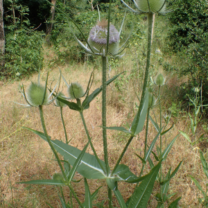 Photographie n°2437449 du taxon Dipsacus fullonum L.