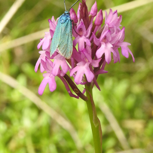 Photographie n°2437459 du taxon Anacamptis pyramidalis var. pyramidalis