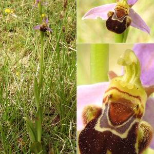 Photographie n°2437460 du taxon Ophrys apifera Huds.