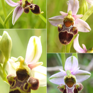 Photographie n°2437461 du taxon Ophrys scolopax subsp. scolopax