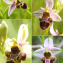  Christian Widmann - Ophrys scolopax subsp. scolopax