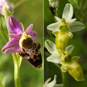 Ophrys scolopax Cav. subsp. scolopax (Ophrys bécasse)