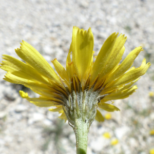 Photographie n°2437494 du taxon Tolpis staticifolia (All.) Sch.Bip. [1861]