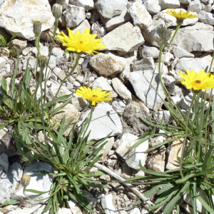 Photographie n°2437495 du taxon Tolpis staticifolia (All.) Sch.Bip. [1861]