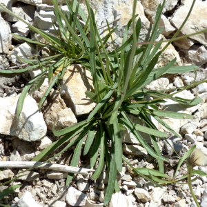 Photographie n°2437496 du taxon Tolpis staticifolia (All.) Sch.Bip. [1861]