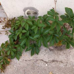 Photographie n°2437509 du taxon Parthenocissus quinquefolia (L.) Planch.