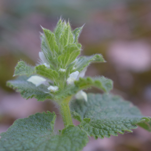  - Stachys arvensis L. [1763]