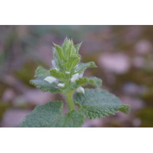 Stachys arvensis L.