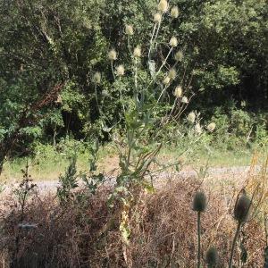 Photographie n°2437525 du taxon Dipsacus fullonum L.