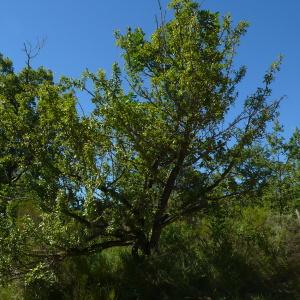 Photographie n°2437529 du taxon Pyrus spinosa Forssk. [1775]