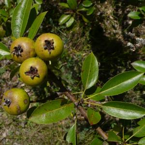 Photographie n°2437532 du taxon Pyrus spinosa Forssk. [1775]