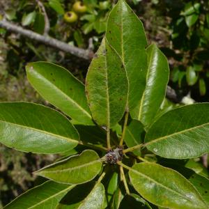 Photographie n°2437533 du taxon Pyrus spinosa Forssk. [1775]