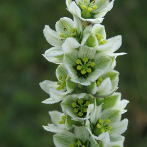 Photographie n°2437596 du taxon Veratrum album L.