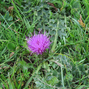 Photographie n°2437597 du taxon Cirsium acaulon (L.) Scop.