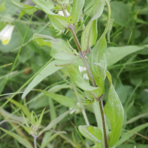 Photographie n°2437604 du taxon Melampyrum pratense L. [1753]