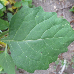 Photographie n°2437616 du taxon Solanum nigrum L.