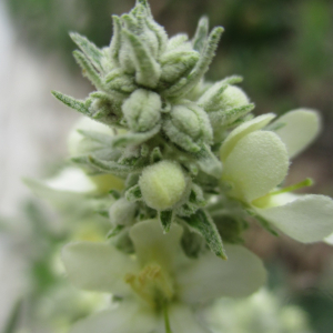 Photographie n°2437619 du taxon Verbascum lychnitis L.