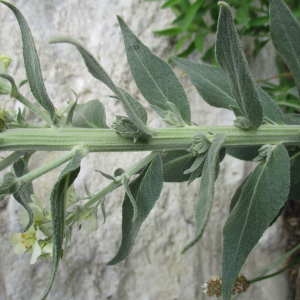 Photographie n°2437622 du taxon Verbascum lychnitis L.
