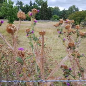 Photographie n°2437632 du taxon Onopordum acanthium L.