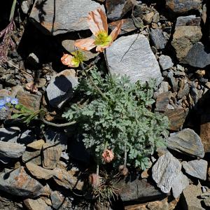 Photographie n°2437640 du taxon Papaver alpinum subsp. suaveolens (Lapeyr. ex P.Fourn.) O.Bolòs & Vigo [1974]