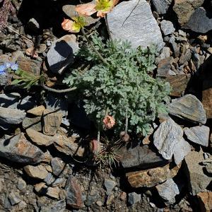 Photographie n°2437641 du taxon Papaver alpinum subsp. suaveolens (Lapeyr. ex P.Fourn.) O.Bolòs & Vigo [1974]