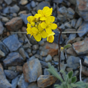  - Biscutella brevifolia (Rouy & Foucaud) Guinea [1963]