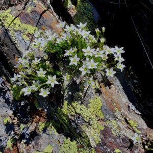 Photographie n°2437665 du taxon Minuartia recurva (All.) Schinz & Thell. [1907]