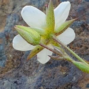 Photographie n°2437666 du taxon Minuartia recurva (All.) Schinz & Thell. [1907]