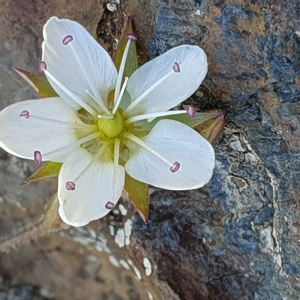 Photographie n°2437667 du taxon Minuartia recurva (All.) Schinz & Thell. [1907]