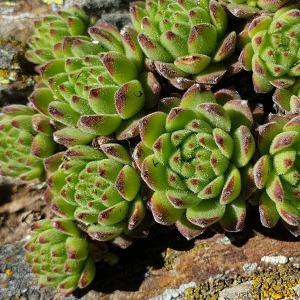 Photographie n°2437670 du taxon Sempervivum montanum L. [1753]