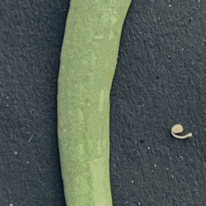 Photographie n°2437717 du taxon Limbarda crithmoides (L.) Dumort. [1827]