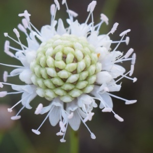 Photographie n°2437768 du taxon Cephalaria leucantha (L.) Schrad. ex Roem. & Schult. [1818]